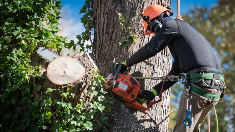 ¿Cuánto cobran por cortar un árbol en USA?